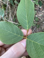 Kennedia rubicunda