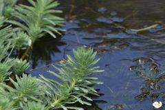 Pseudagrion pruinosum