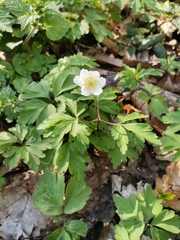 Anemonoides nemorosa