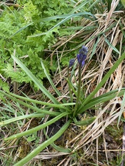 Hyacinthoides