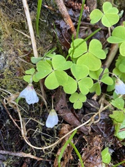 Oxalis acetosella