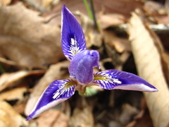 Iris rossii