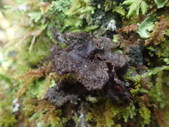 Sticta caliginosa