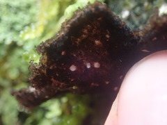 Sticta caliginosa