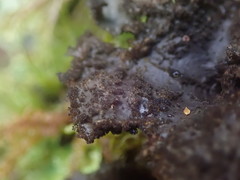 Sticta caliginosa