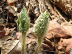 Ainsliaea acerifolia