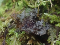 Sticta caliginosa