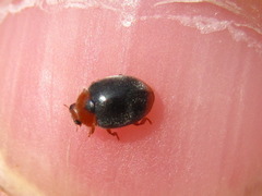 Scymnus ferrugatus