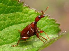 Leptapoderus rubidus