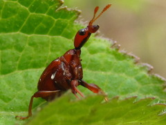 Leptapoderus rubidus
