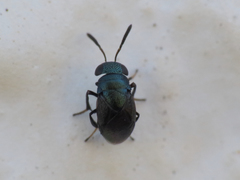 Eugahania fumipennis