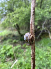 Cepaea hortensis