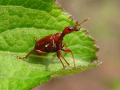Leptapoderus rubidus