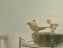 Streptopelia senegalensis