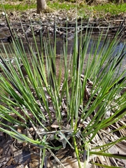 Carex elata