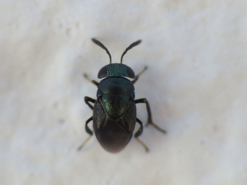 Eugahania