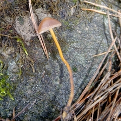 Strobilurus tenacellus