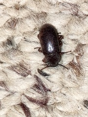 Neatus tenebrioides