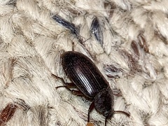 Neatus tenebrioides