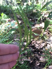 Diphasiastrum thyoides