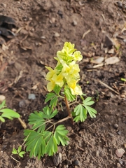 Corydalis bracteata