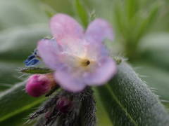 Buglossoides incrassata permixta