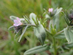 Buglossoides incrassata permixta