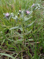 Buglossoides incrassata permixta
