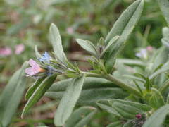 Buglossoides incrassata permixta