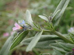 Buglossoides incrassata permixta