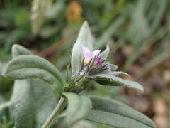 Buglossoides incrassata permixta