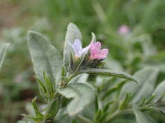 Buglossoides incrassata permixta