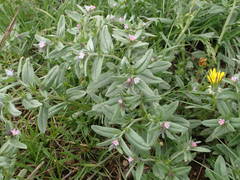 Buglossoides incrassata permixta