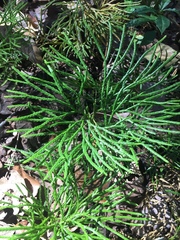 Diphasiastrum thyoides