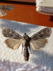 Lithophane furcifera