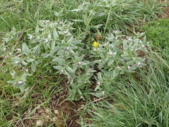 Buglossoides incrassata permixta