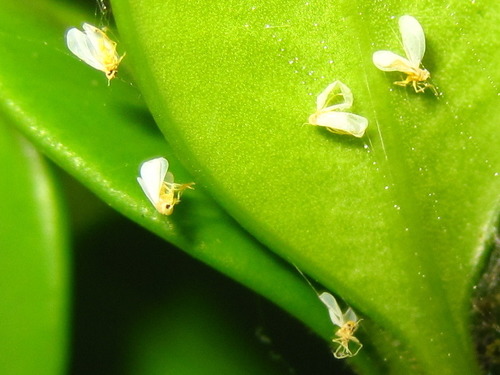 Genus Aleuroclava · iNaturalist