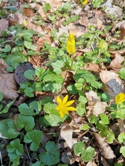 Ficaria verna