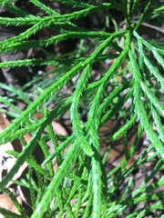 Diphasiastrum thyoides