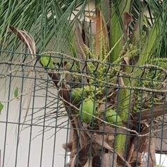 Aves