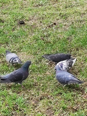 Columba livia