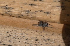 Acantholycosa lignaria