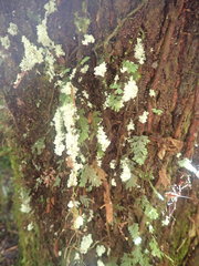 Roccellinastrum neglectum