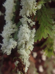 Roccellinastrum neglectum