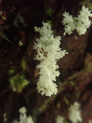 Roccellinastrum neglectum