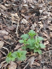 Urtica dioica