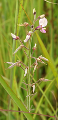 Desmodium illinoense