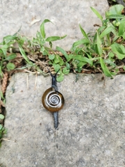 Macrochlamys superlita