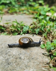 Macrochlamys superlita