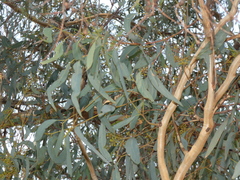 Eucalyptus rossii